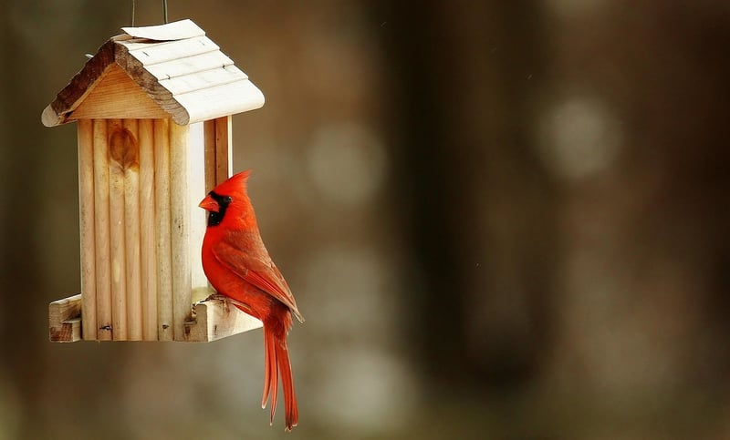 Plastic Bottle Bird Feeders